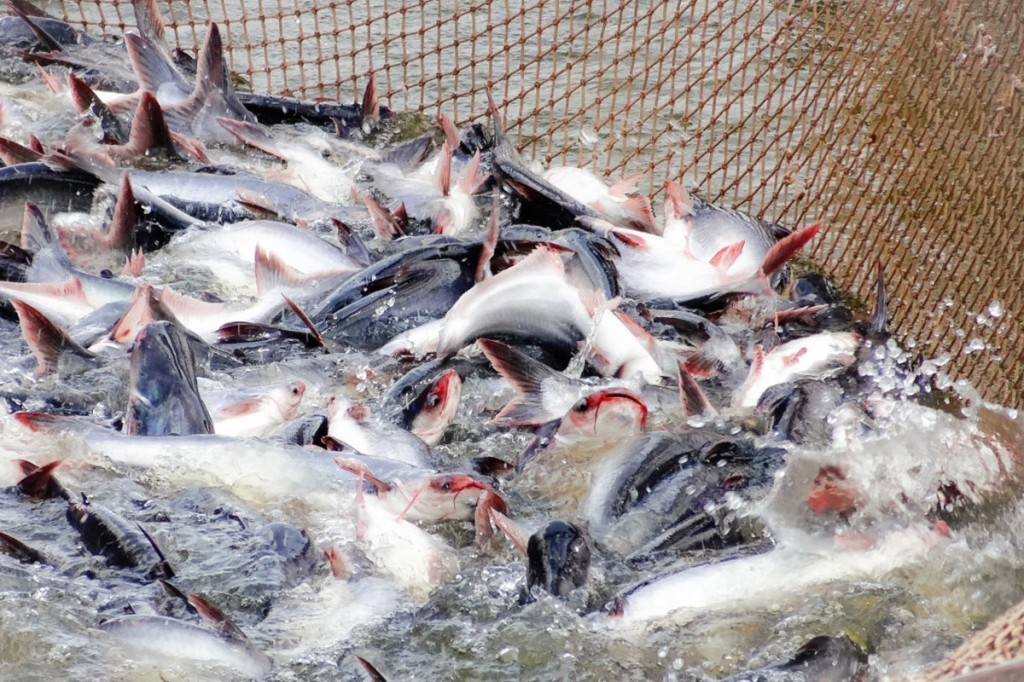 Pangasius